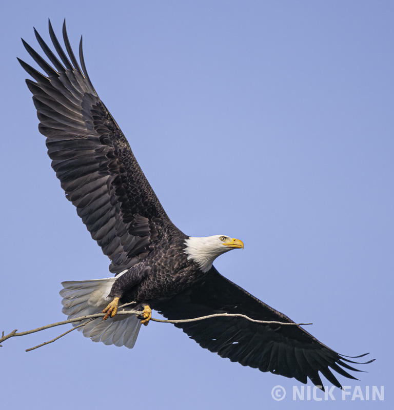 Bald Eagle
© Nick Fain