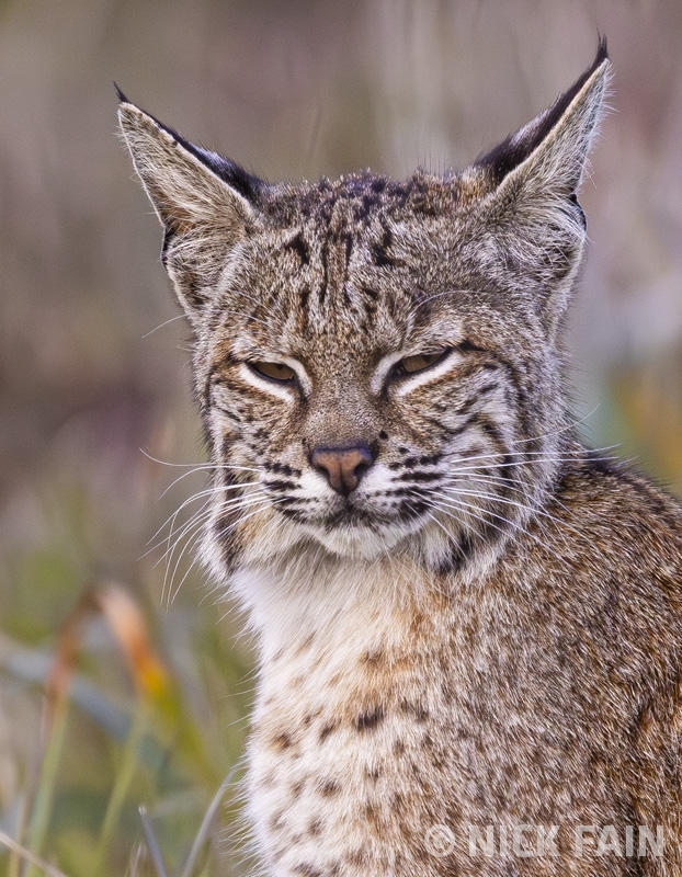 Bobcat Portrait
© Nick Fain