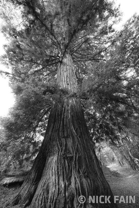 Old Growth Redwood
© Nick Fain
