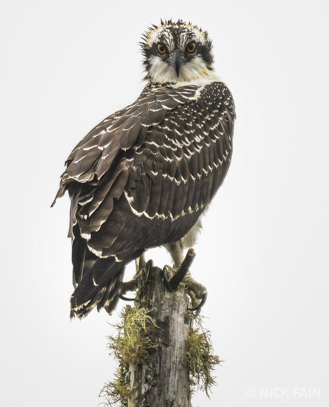 Osprey
© Nick Fain