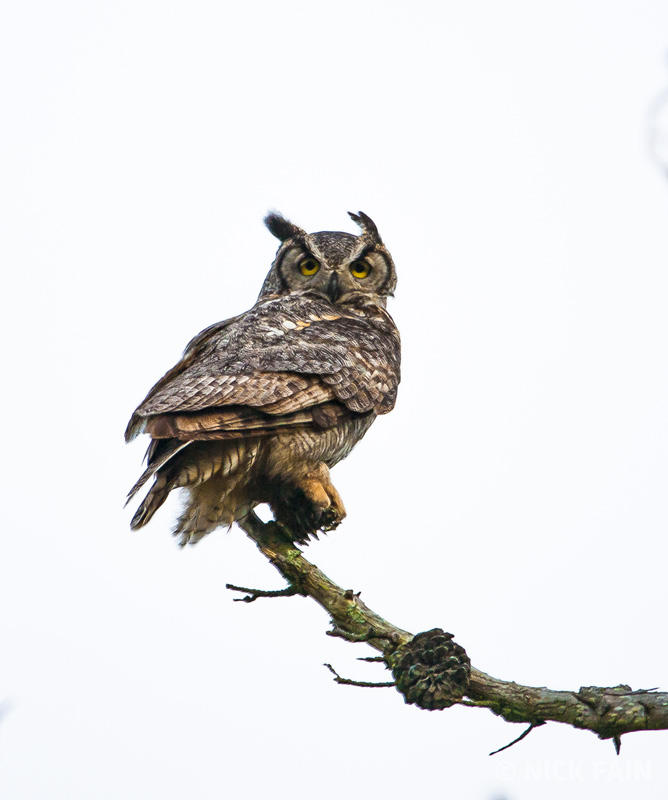 Great Horned Owl
© Nick Fain