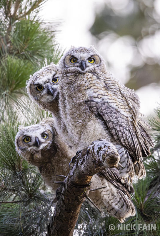 Great Horned Owlets
© Nick Fain