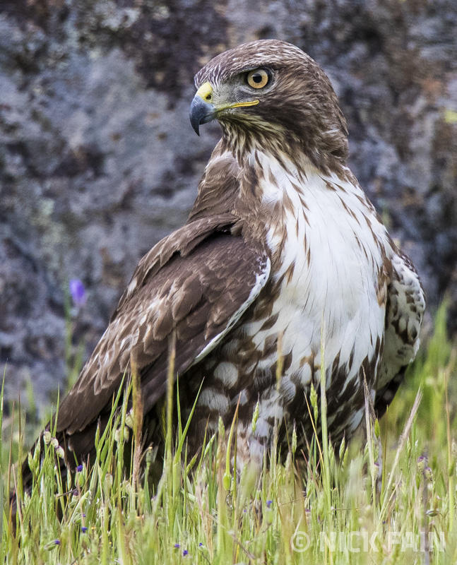 Red-tailed Hawk
© Nick Fain