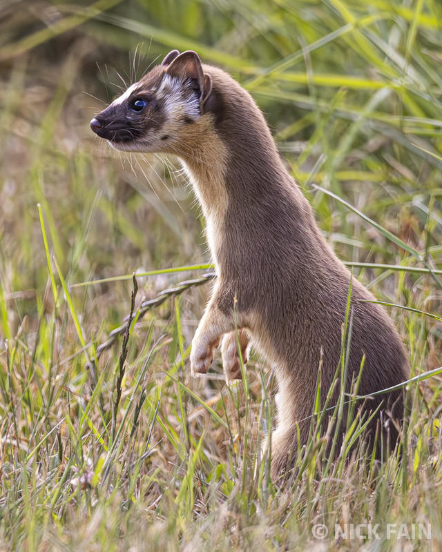 Weasel
© Nick Fain