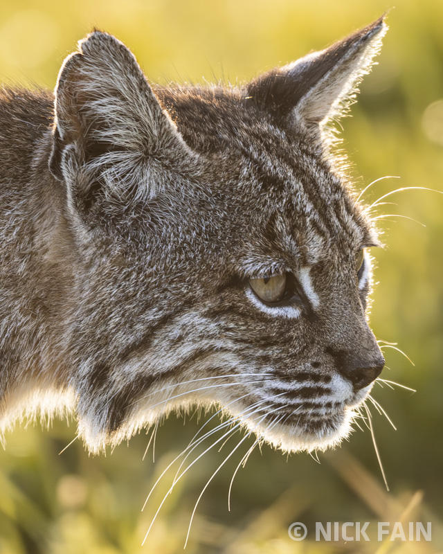 Bobcat Portrait
© Nick Fain