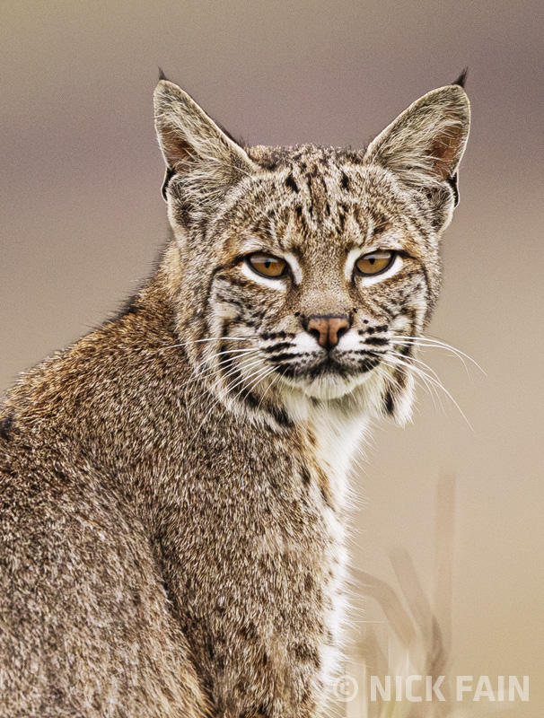 Bobcat Portrait
© Nick Fain