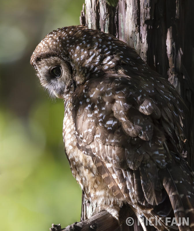 Spotted Owl
© Nick Fain