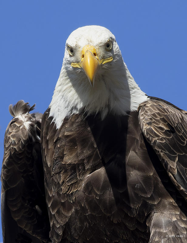 Bald Eagle
© Nick Fain