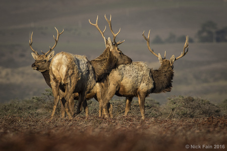 © Nick Fain 2020