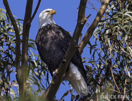 Bald Eagle
© Nick Fain