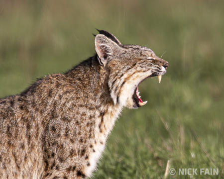 Bobcat Yawn
© Nick Fain