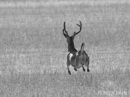 Deer
© Nick Fain