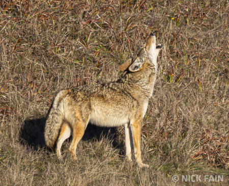 Coyote Howl
© Nick Fain