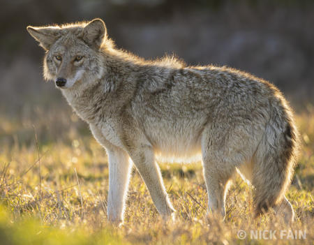 Coyote Portrait
© Nick Fain