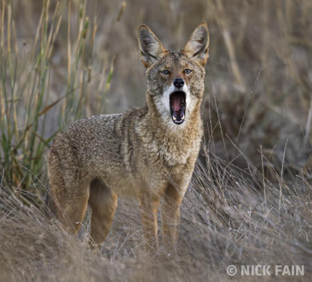Coyote Yawn
© Nick Fain