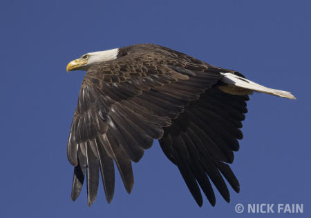 Bald Eagle
© Nick Fain