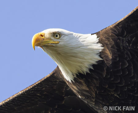 Bald Eagle
© Nick Fain