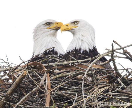 Bald Eagle Pair
© Nick Fain