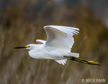 Egret
© Nick Fain