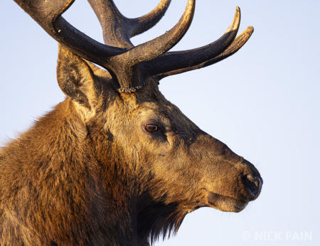 Thule Elk Bull
© Nick Fain