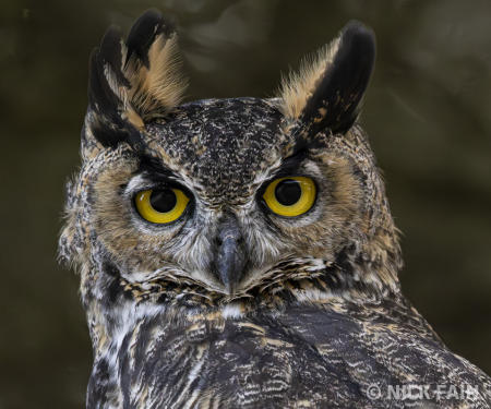 Great Horned Owl
© Nick Fain