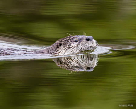 River Otter
© Nick Fain