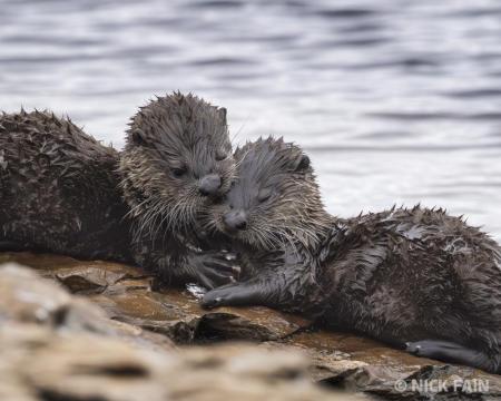 River Otters 0 Juvenile
© Nick Fain