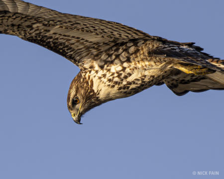 Red-tailed Hawk
© Nick Fain