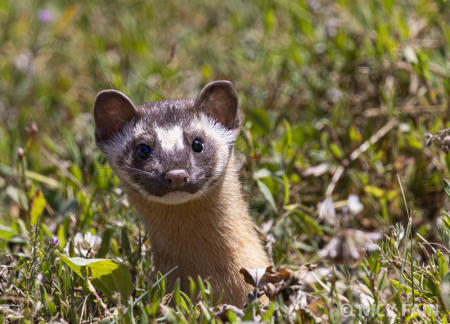Weasel
© Nick Fain