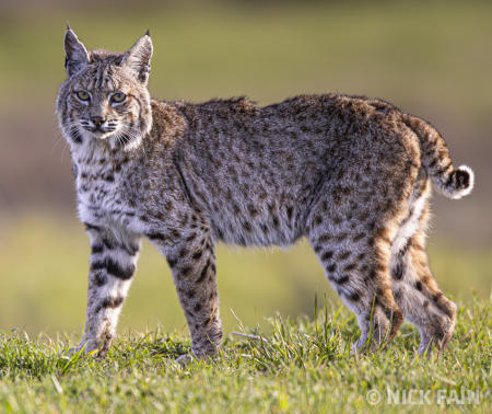 Bobcat Portrait
© Nick Fain