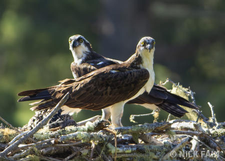 Ospreys
© Nick Fain