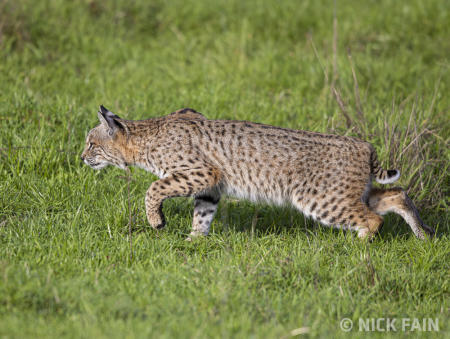 Bobcat Stalking
© Nick Fain