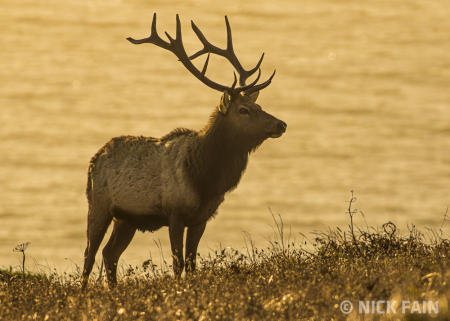 Thule Elk Bull
© Nick Fain